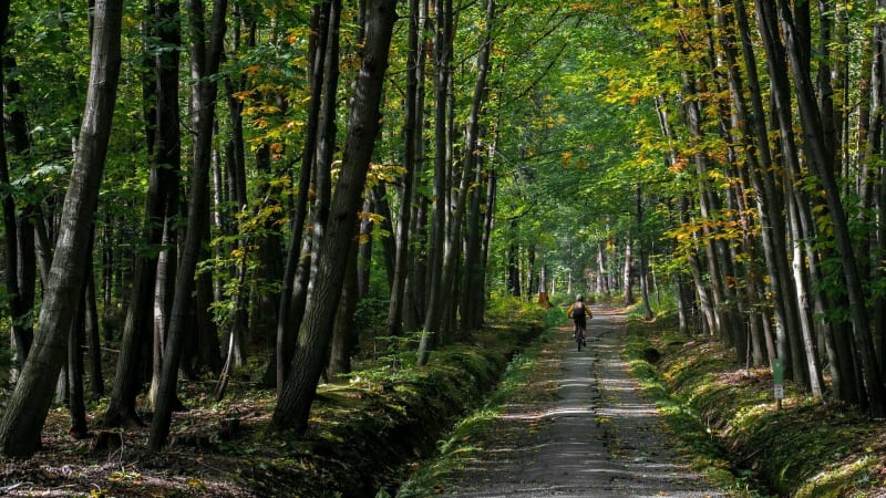 Balade dans Fontainebleau et ses sentiers - Fontainebleau