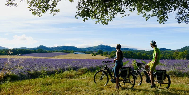 Sur le plateau au milieu des lavandes - Valensole