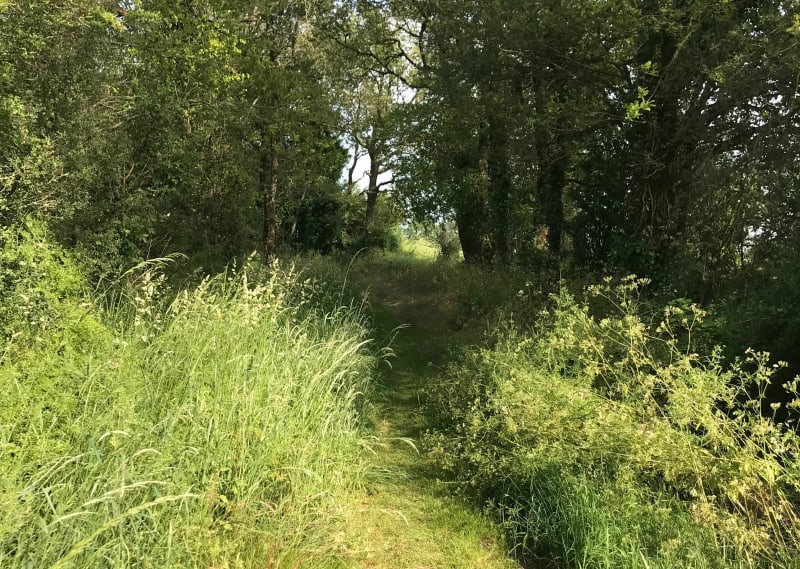 Balade en gravel… en route vers un petit chemin boisé ! - Aubigny-Les Clouzeaux
