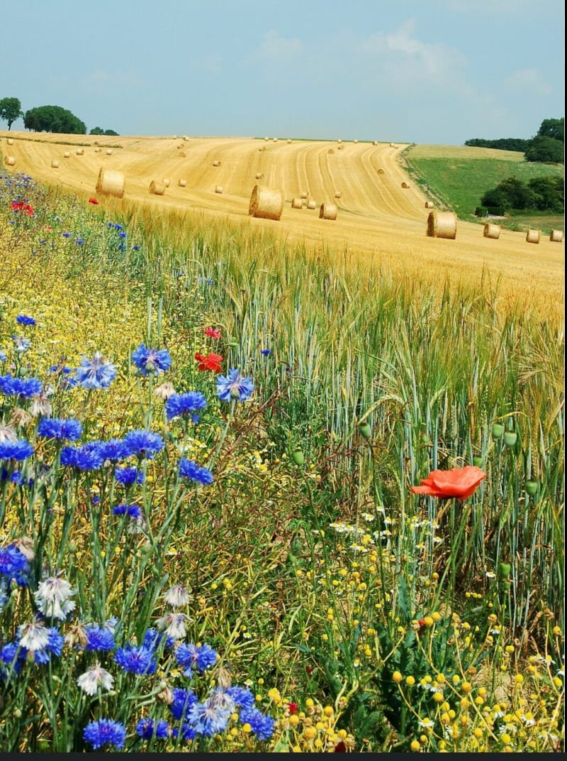 Champ de varces - Varces-Allières-et-Risset