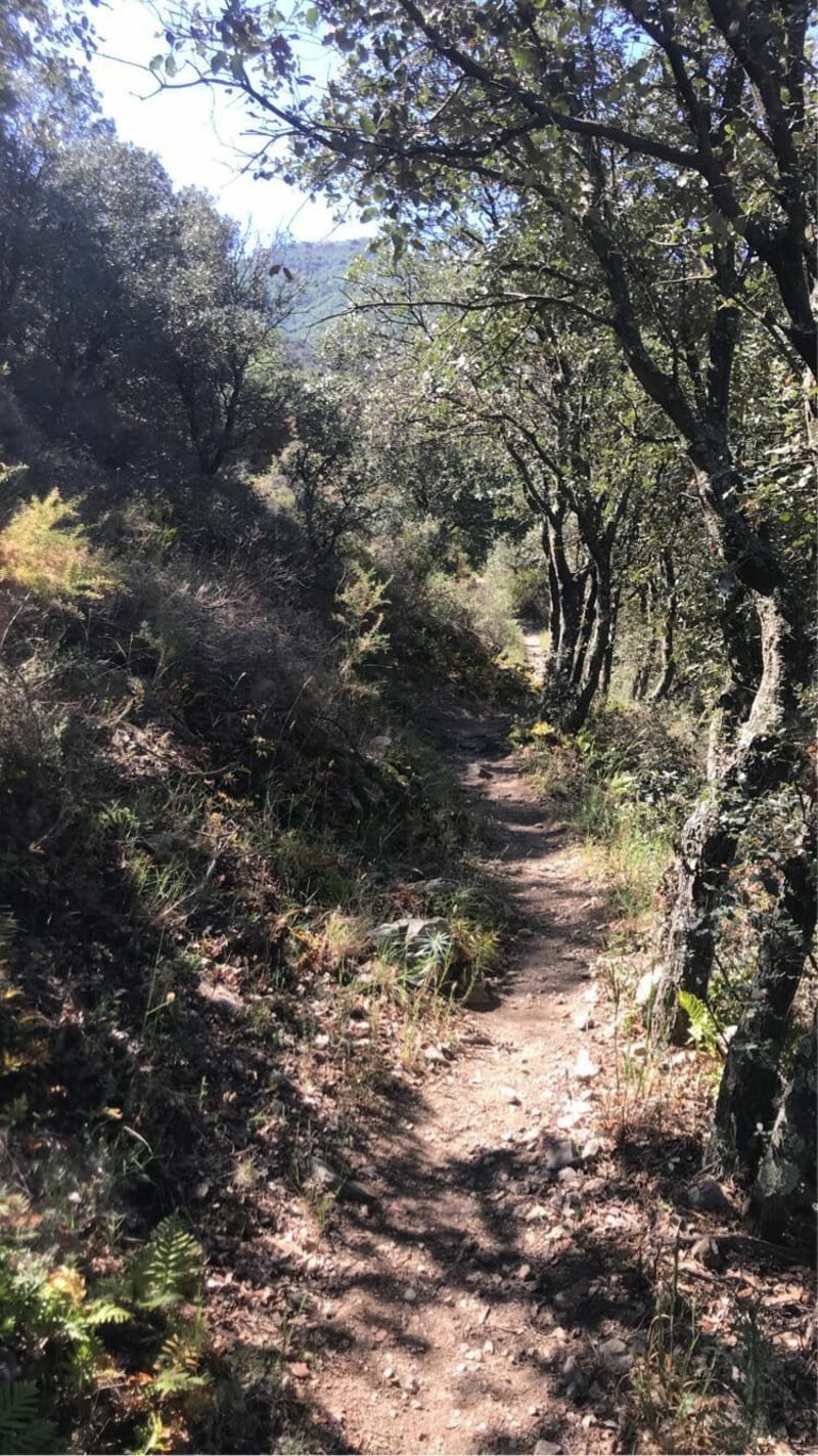 Sentier botanique à Montesquieu des Alberes - Montesquieu-des-Albères