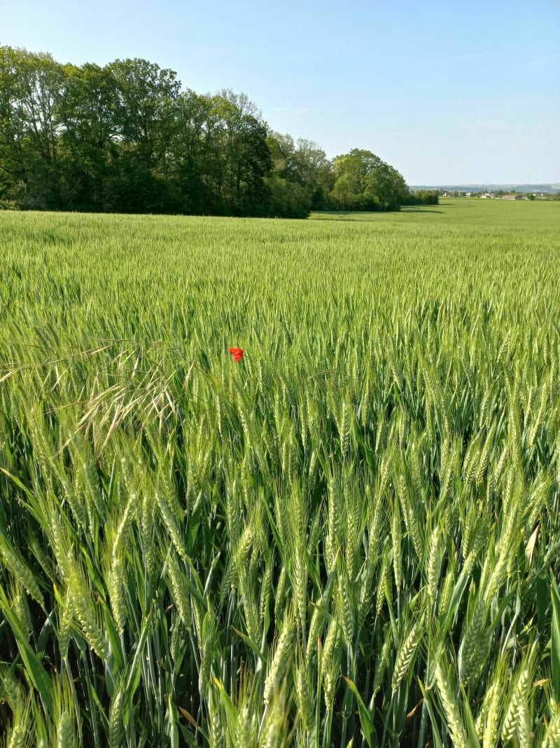 Bouafle, champs et forêt - Bouafle