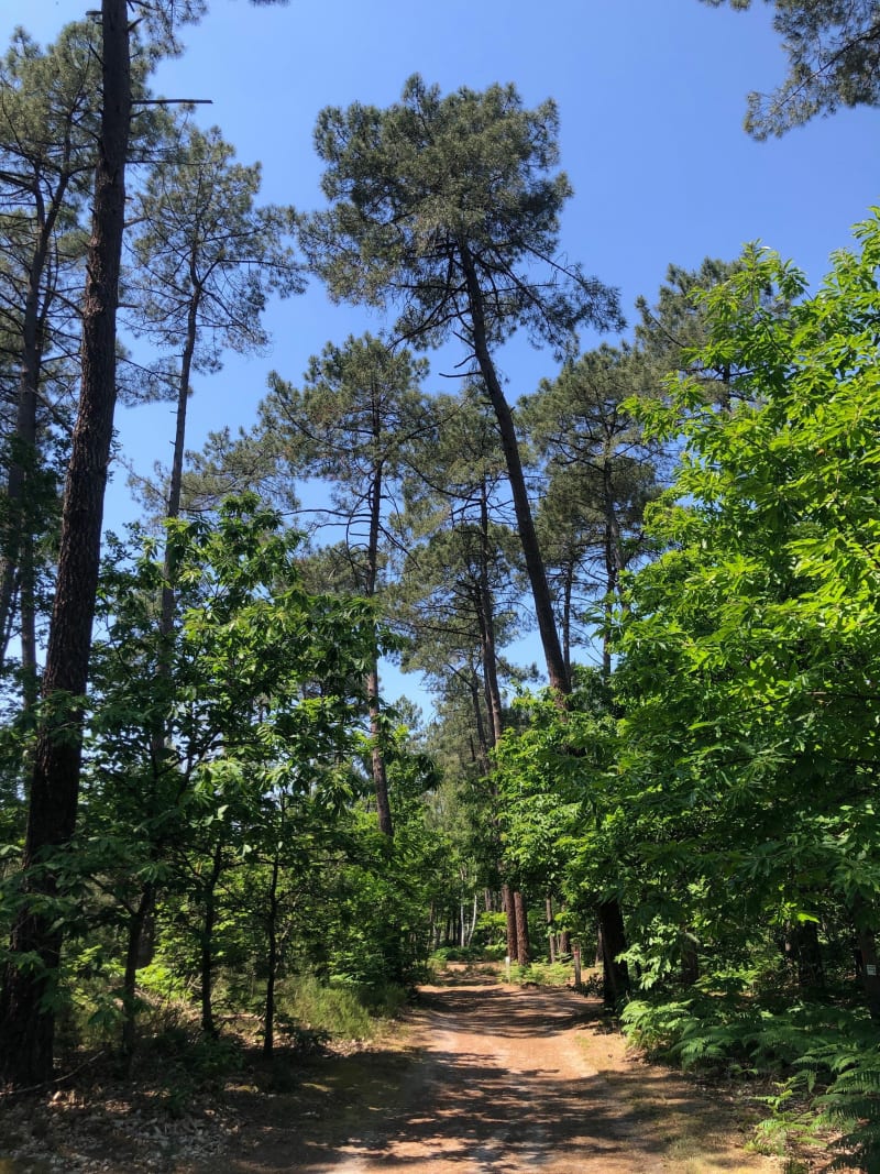 Balade dans les bois de Changé - Le Mans