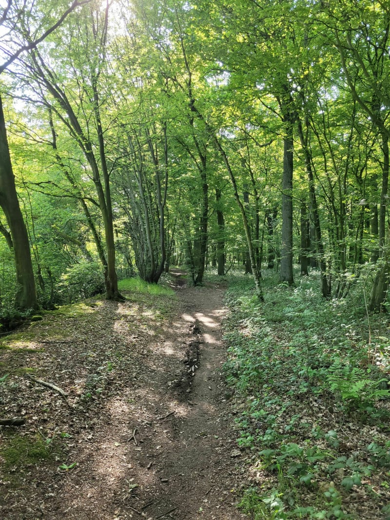 Balade en famille dans la forêt de Phalempin - La Neuville
