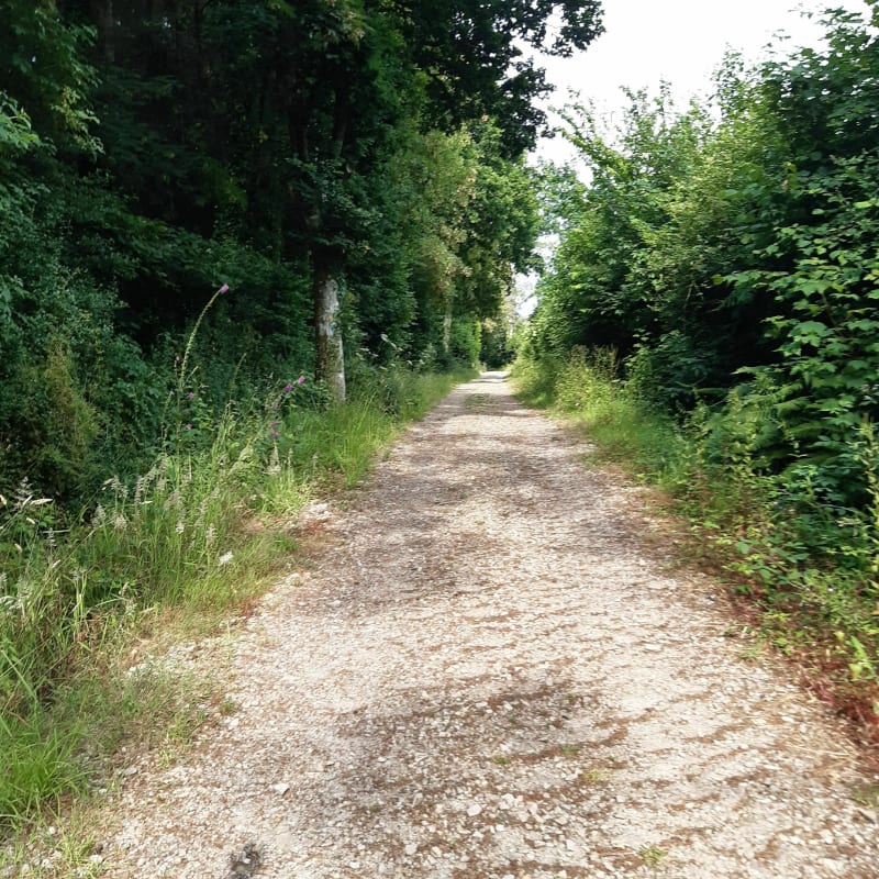 Balade en  forêt à Valognes - Valognes