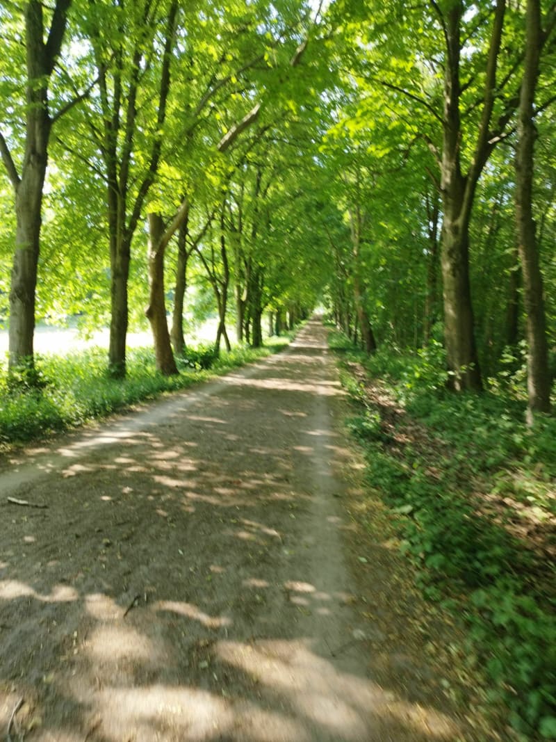 Petite promenade en forêt de Meudon - Clamart