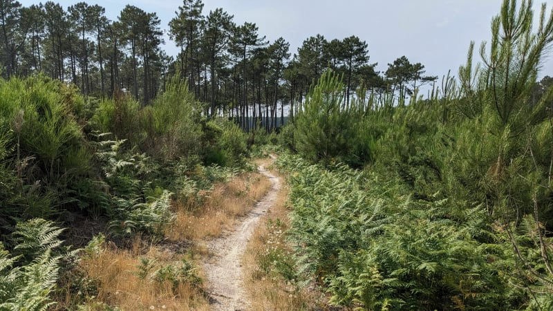 Mountainbiken in het bos van Soustons, rood gemarkeerd circuit - Soustons