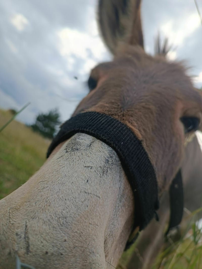 A la croisée des poneys de Mornant - Mornant