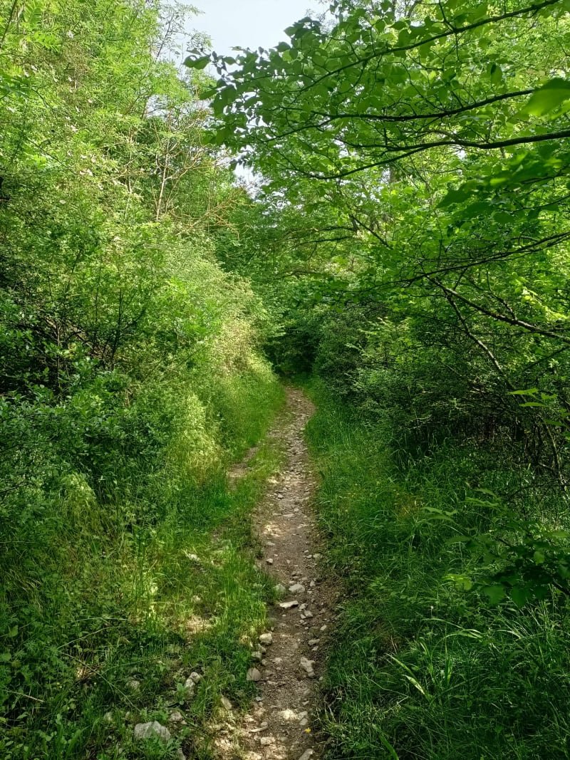 Entre Roche et St Genest - Roche-la-Molière