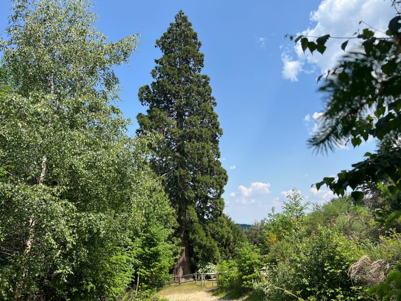 Forêt de Bécajat - Saint-Bonnet-des-Quarts