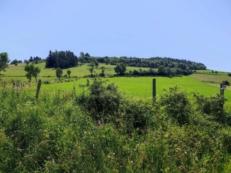 Balade au Puy Ebert - Rochefort-Montagne