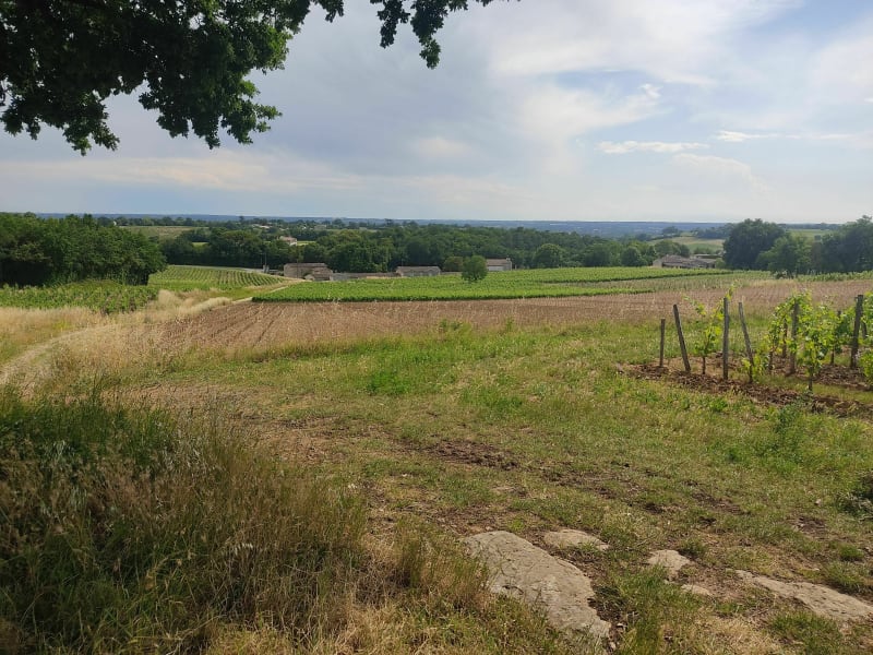 Entre les vignes du Fronsadais - Fronsac