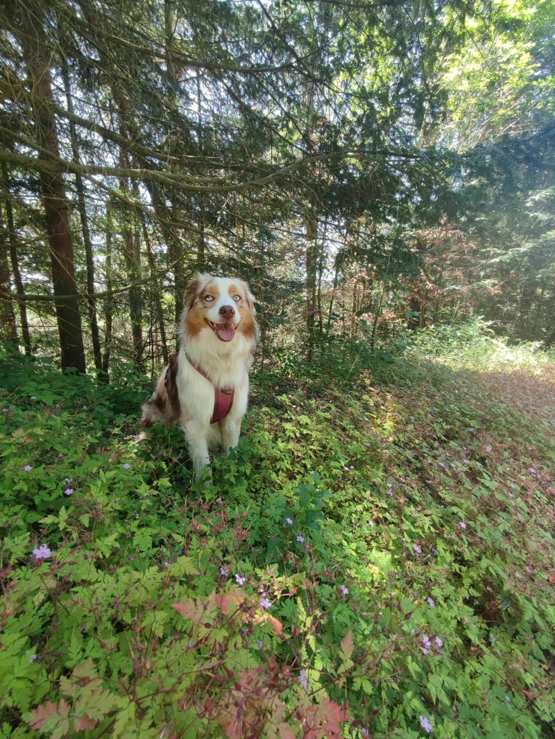 Boucle bois de Trevas - Les Villettes