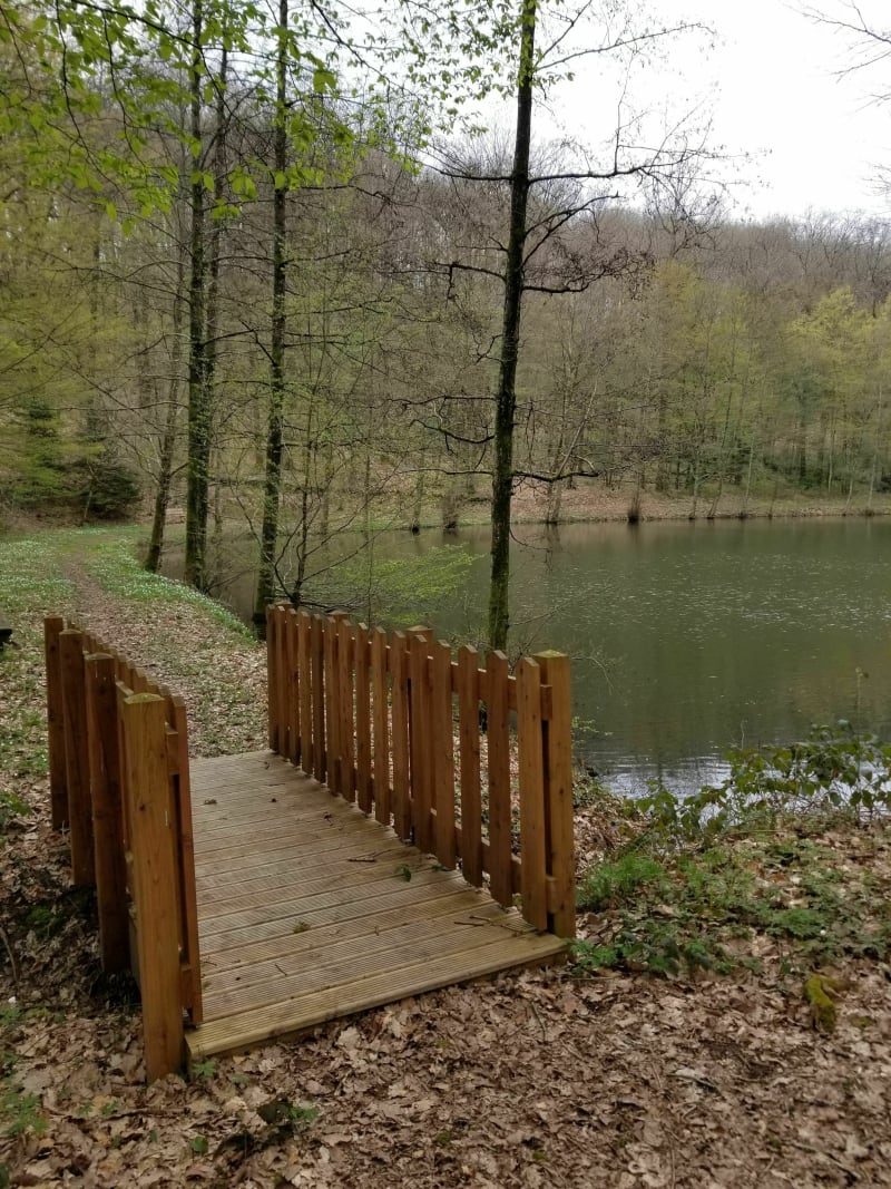 Promenade en forêt à Longwé - Longwé