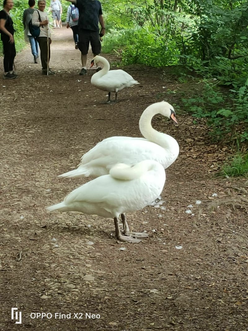 Etangs de Commelles et Château de la Reine Blanche - Chantilly