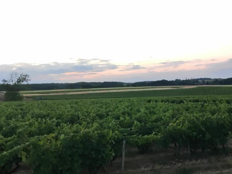 Balades entre vignes et champs entre Monnaie et Reugny - Monnaie