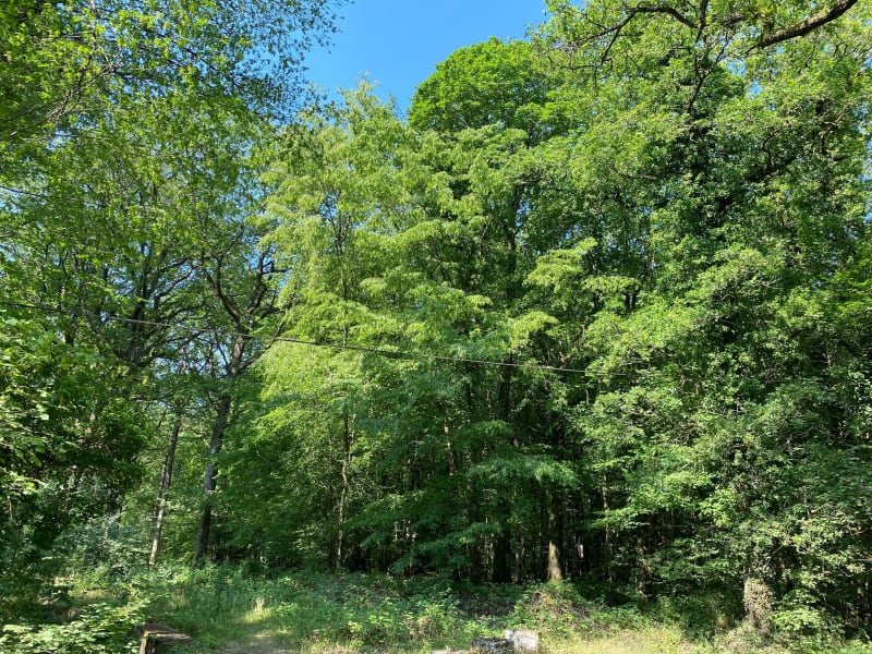 Wandelen in het bos van Rambouillet - Rambouillet
