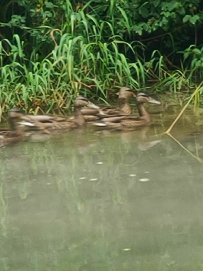 Campagne et canal sauvage à Volgelsheim - Volgelsheim