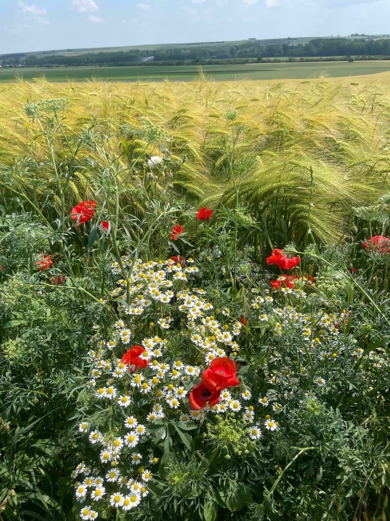 Le circuit du coquelicot par Buire - Dernancourt