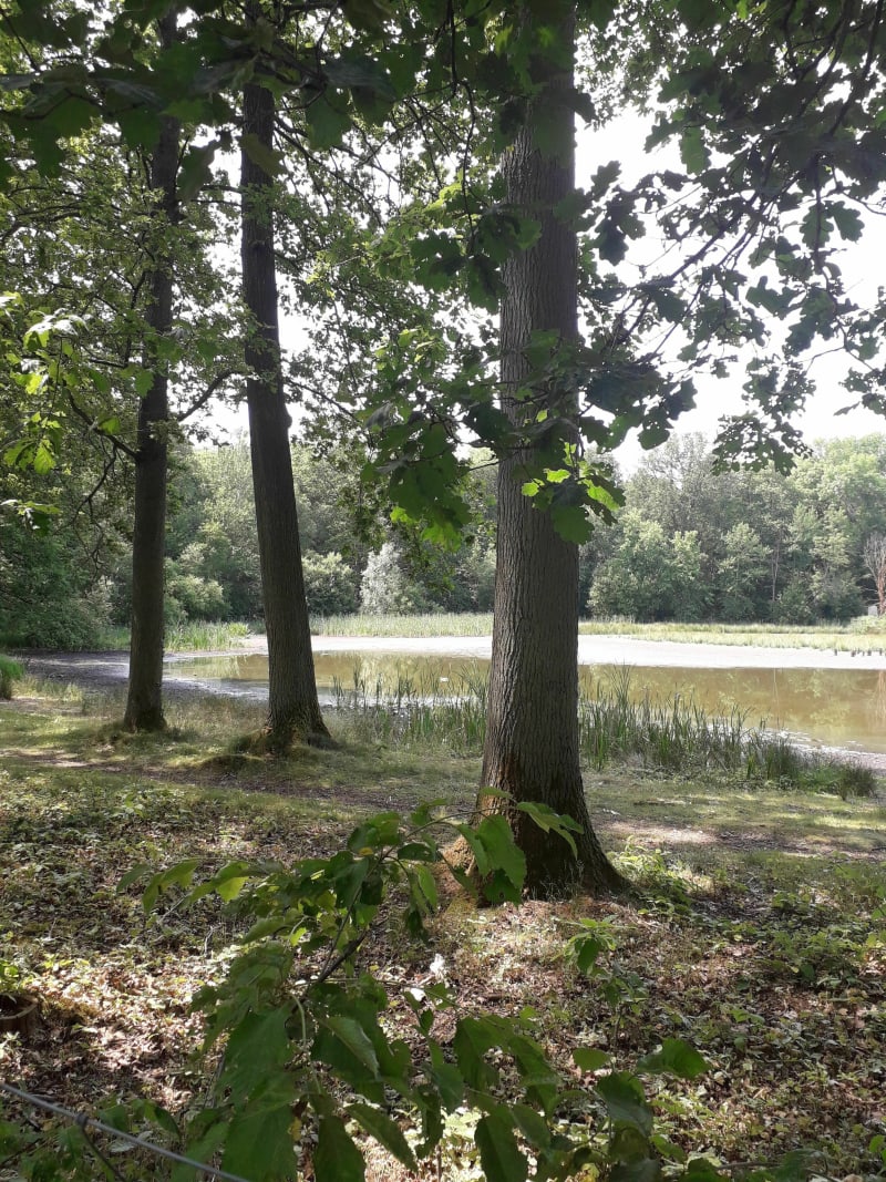 Balade en forêts de Boisemont et de l'Hautil - Menucourt