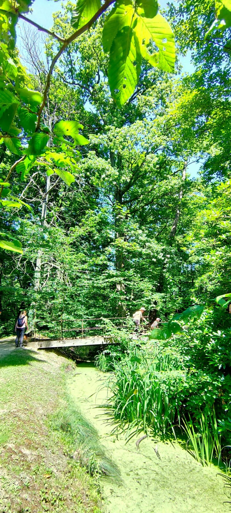 Boucle d'une heure dans la forêt de Saint Thibault et Mongé - Montgé-en-Goële