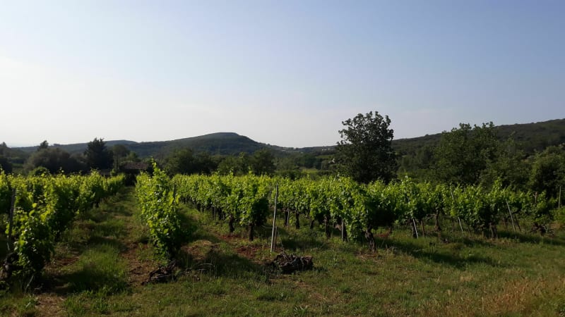 Randonnée autour de Saint-Montan en passant par Larnas - Saint-Montan