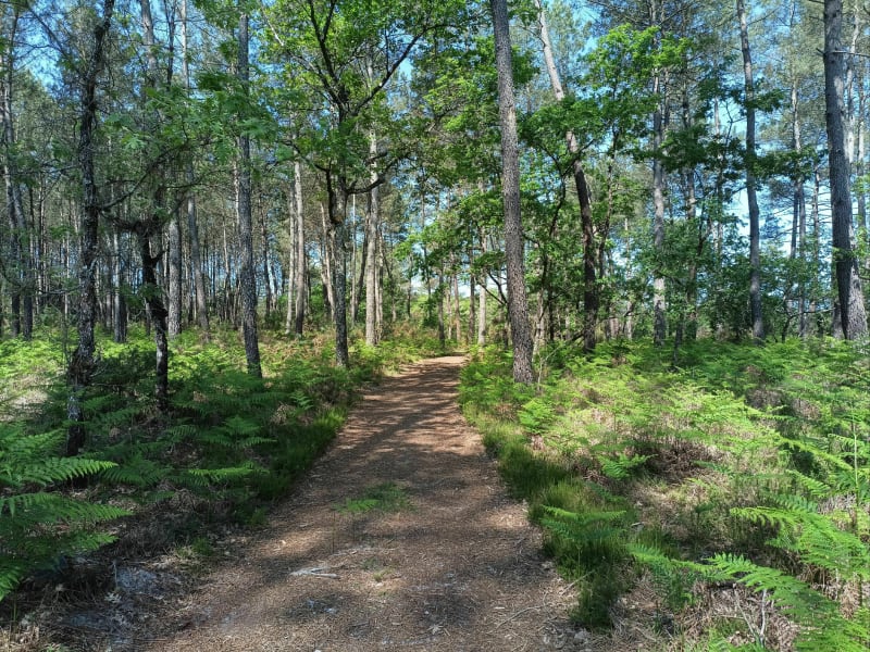 Balade en boucle autour de Villandraut - Villandraut