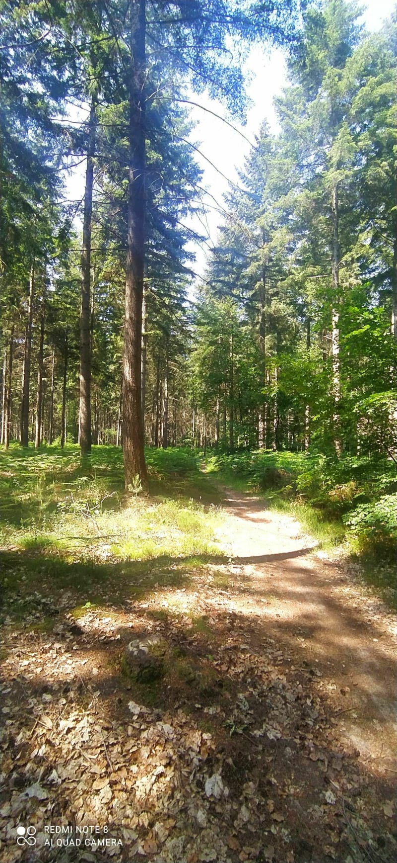 Balade en forêt domaniale depuis Chalette-sur-Loing - Châlette-sur-Loing
