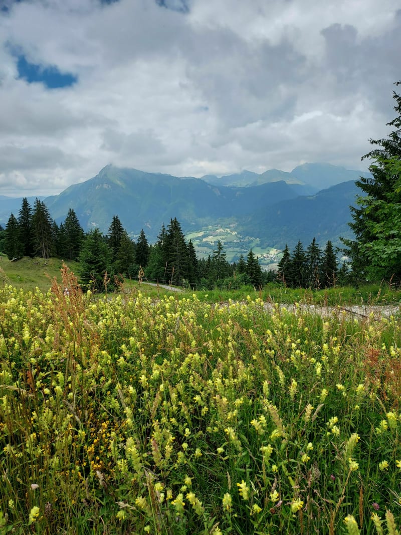 Découverte de l'alpage d'Agy en été - Morillon