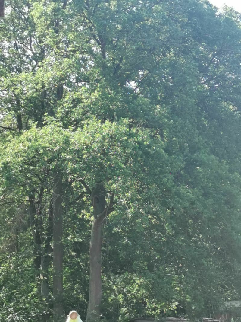 Promenade en forêt du Wardt - Creutzwald