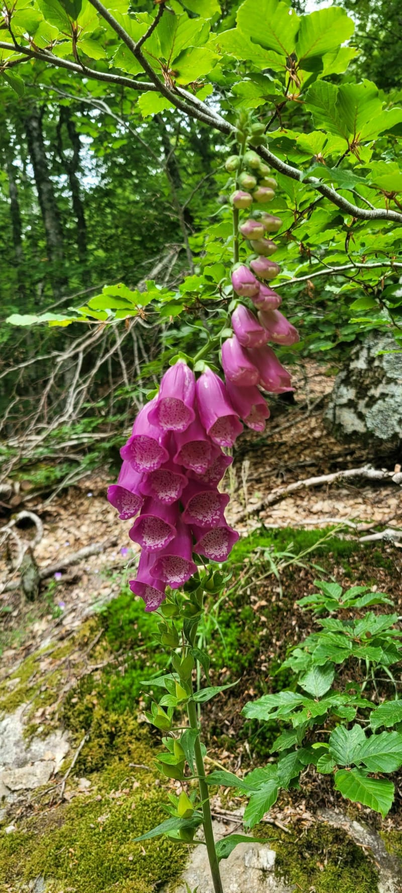 Randonnée au Col de Faubel - Saint-Sauveur-Camprieu