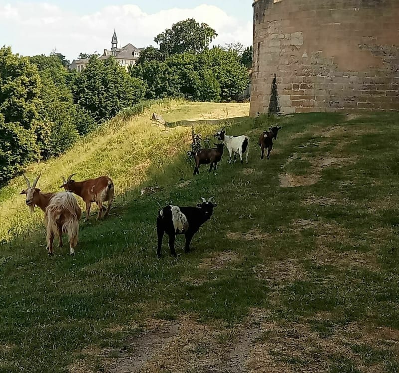 Promenade du château de Coucy le Château - Coucy-le-Château-Auffrique