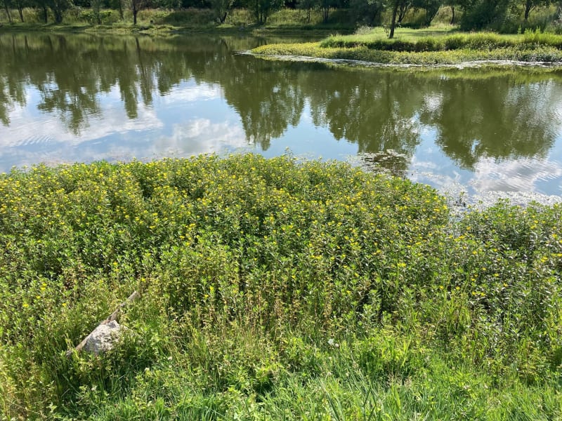 De Bouthéon à Andrézieux par les Bords de Loire - Andrézieux-Bouthéon