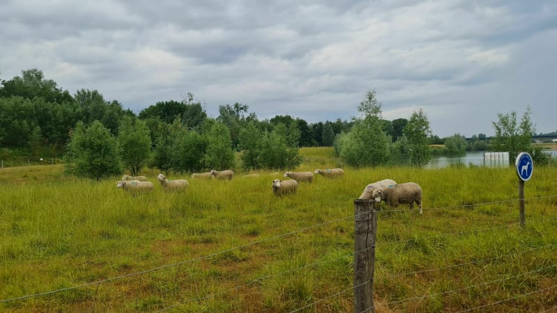 Marche dans la forêt de Compiègne - Compiègne