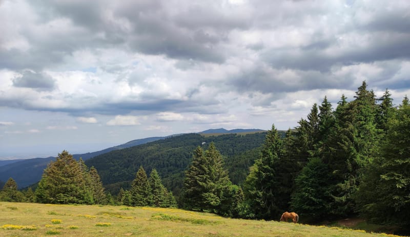 Belle balade au Markstein - Ranspach