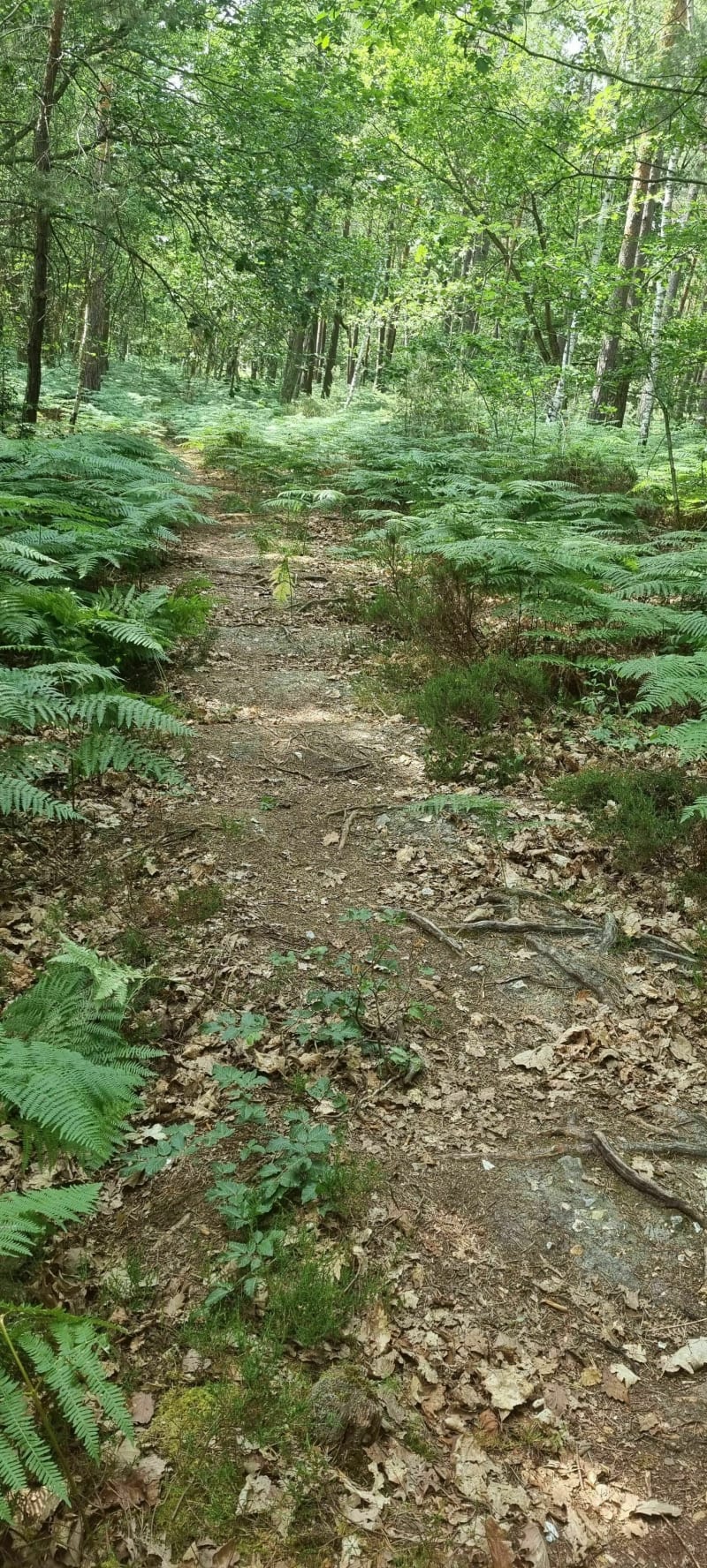 Balade en forêt d'Évreux - Évreux
