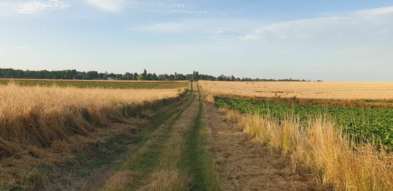 Petit tour dans les blés d'Hébécourt - Hébécourt