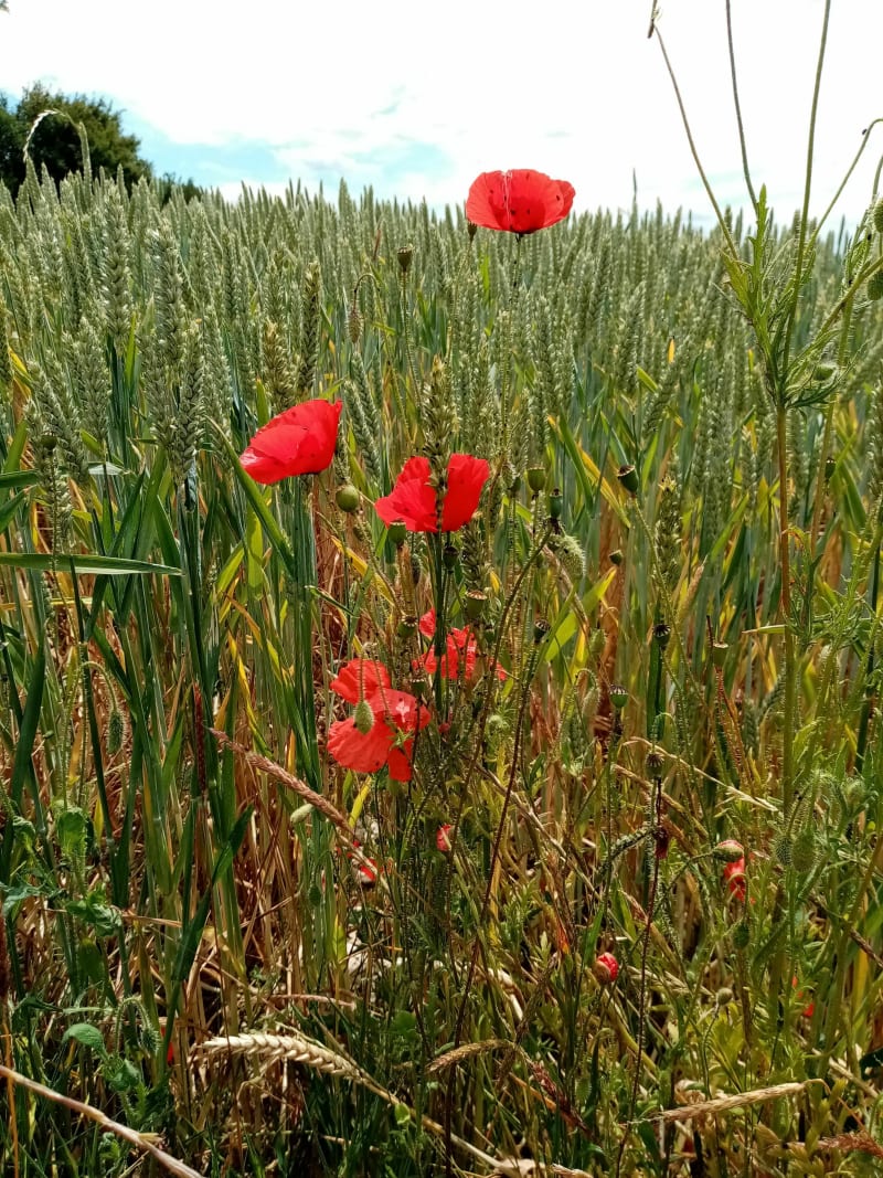 Belle balade à  Coudray sur Thelle - Le Coudray-sur-Thelle