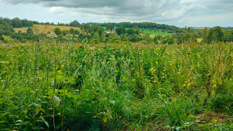 De Vitré à Châtillon-en-Vendelais par Montreuil-sous-Pérouse - Vitré