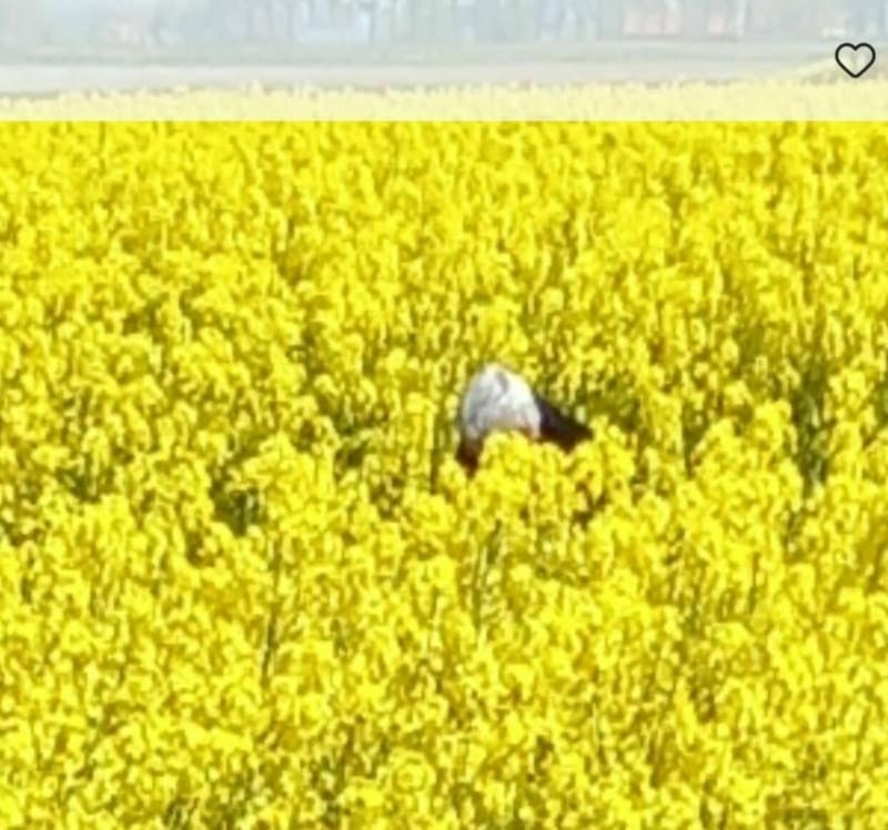 Balade autour d'Herzeele - Herzeele