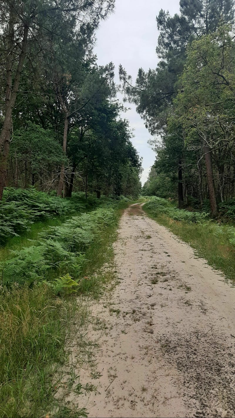Promenade familiale dans la forêt de Salaunes - Salaunes