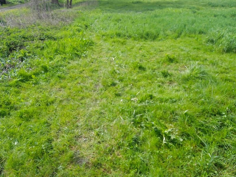 Entre route et forêt du coté de Cholet - Cholet