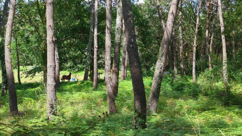 Découverte de la forêt de Tyrosse - Saint-Vincent-de-Tyrosse