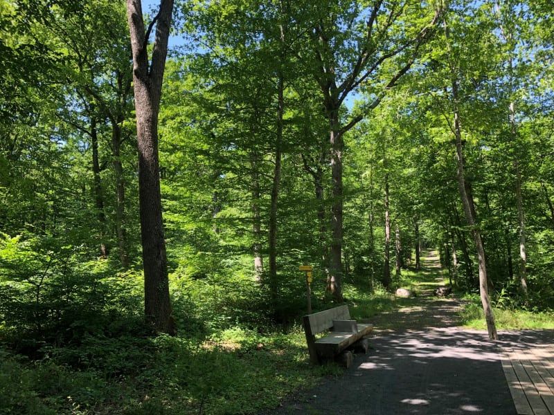 Petit circuit dans la forêt de la Comté - Sallèdes