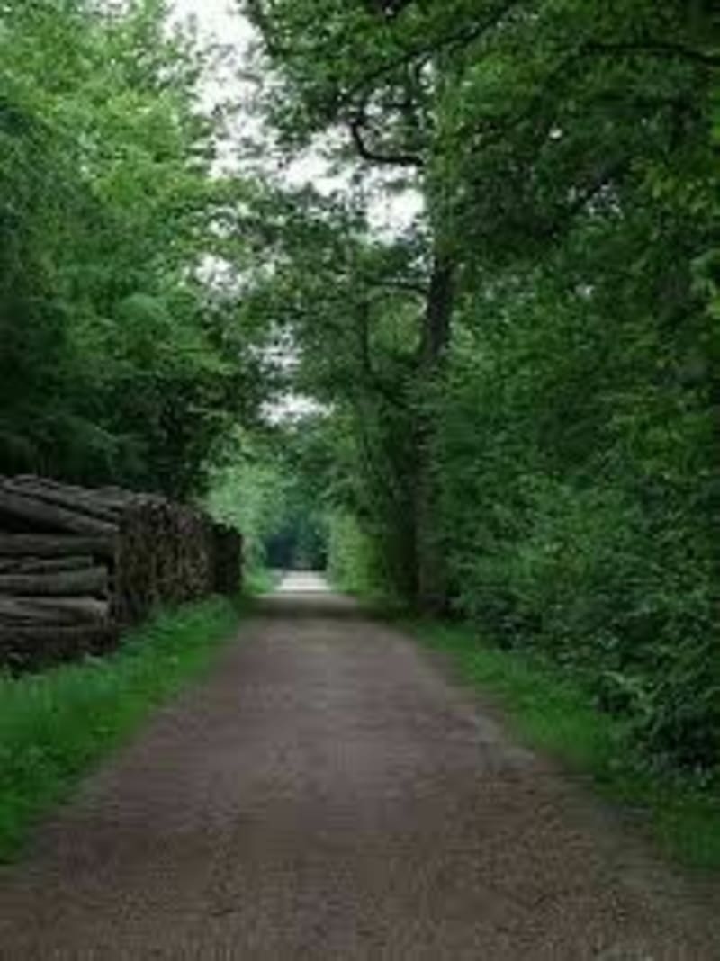Balade en forêt de Verrières - Verrières