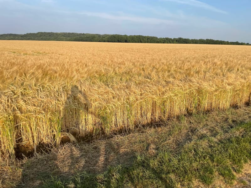 Découverte de la vallée de l’Orvanne - Moret-Loing-et-Orvanne