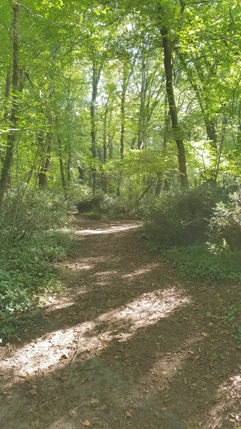 Vtt et Gravel entre Cestas, Léognan et Caneja - Cestas