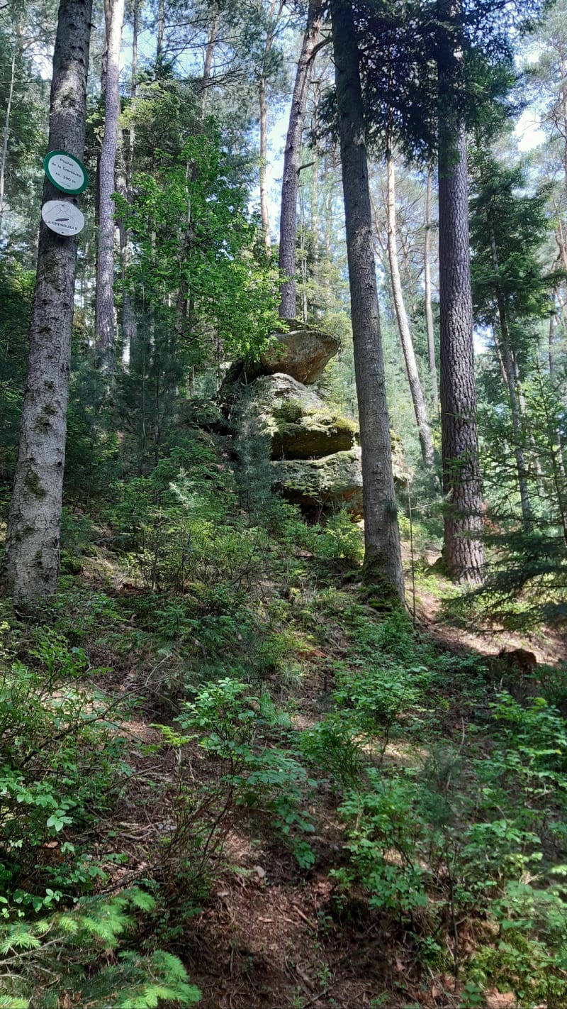 La Grenouille Loop: wandelen in de koelte en schaduw - Épinal