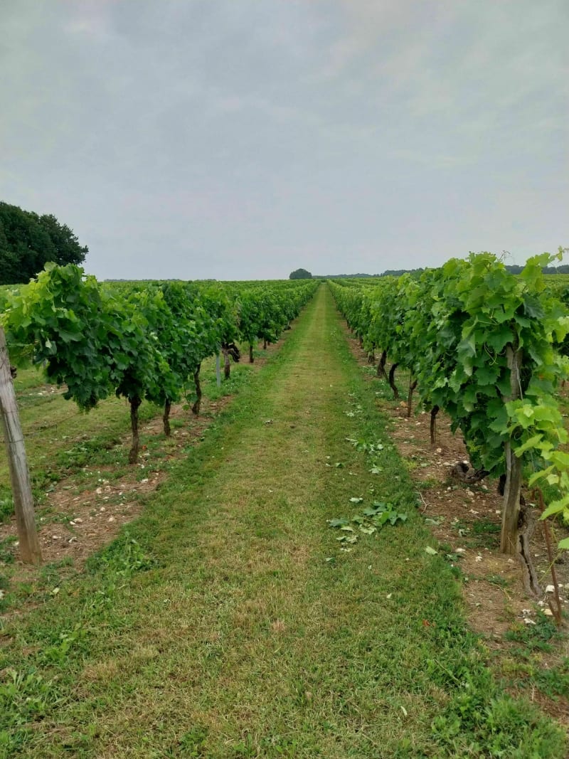 Randonnée gourmande à Tanzac - Tanzac