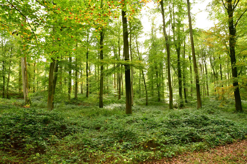 Fietstocht in het Eawy-bos - Saint-Saëns